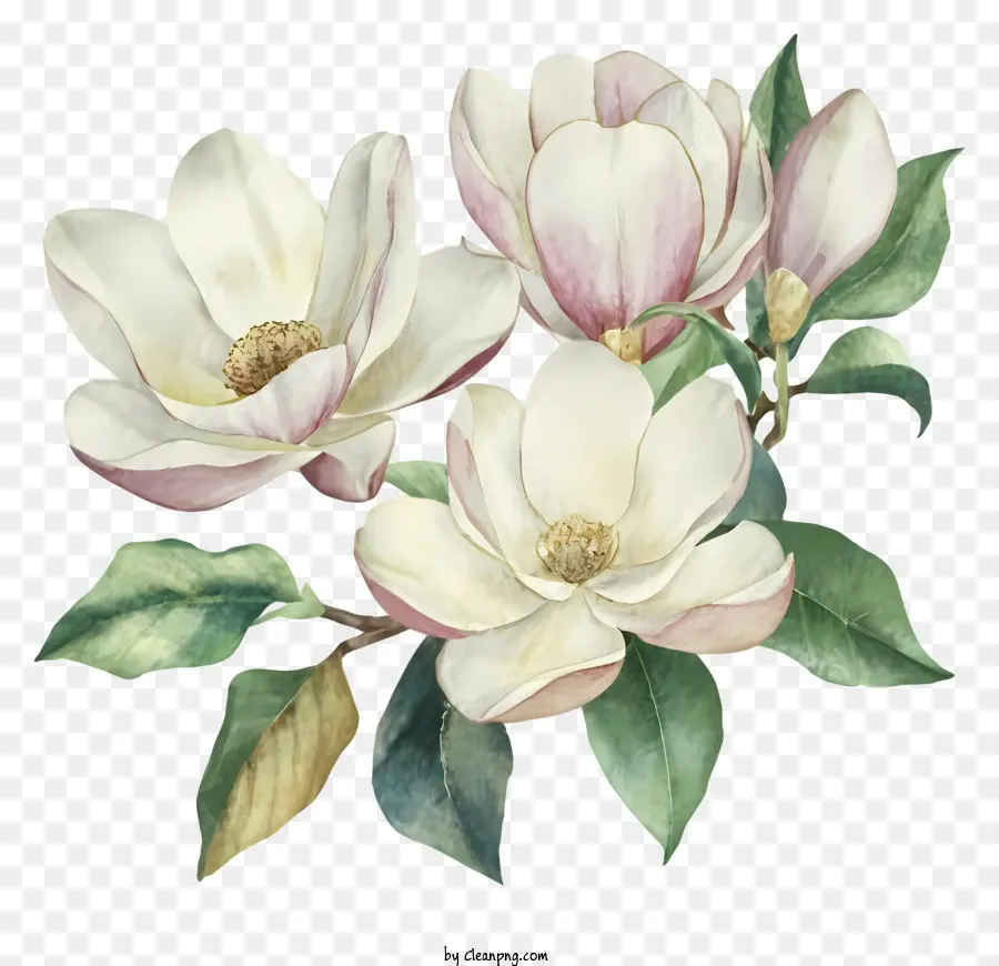 La Historieta，Magnolia Flores PNG