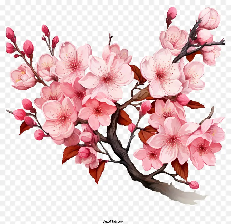 Pastel Cherry Branch Blossom，árbol De Cerezo En Flor PNG