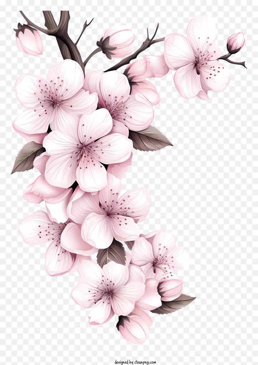 Blossom De Rama De Cereza Estilo Boceto，Sakura Flores PNG