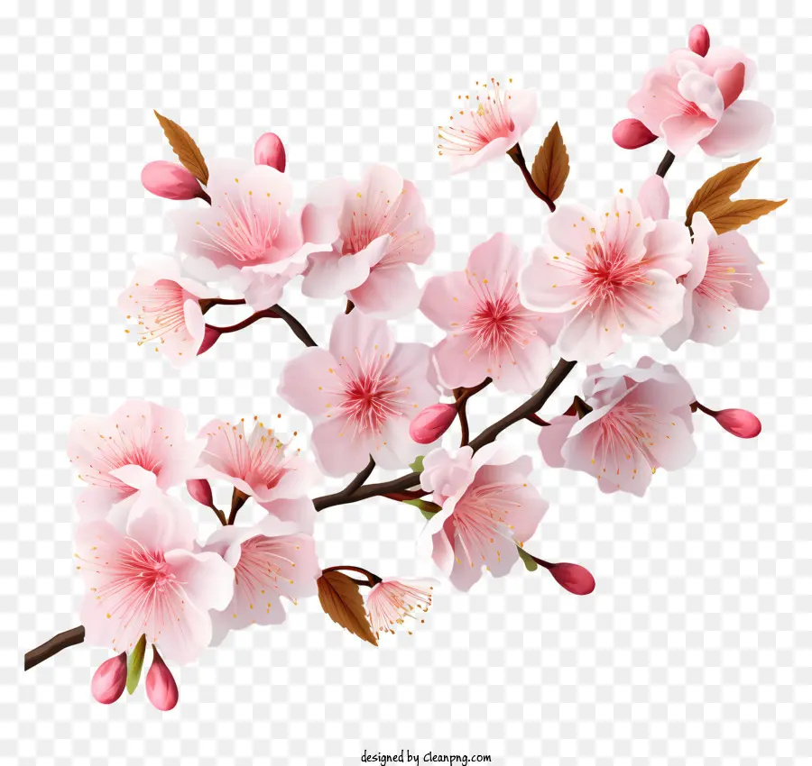 Flor De Rama De Cereza De Estilo 3d Realista，Sakura En Flor PNG