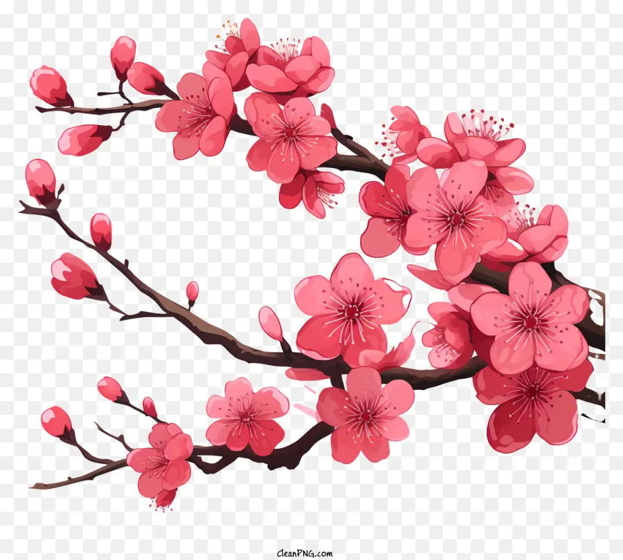 Ramas Y Flores De Sakura，Flores De Cerezo PNG