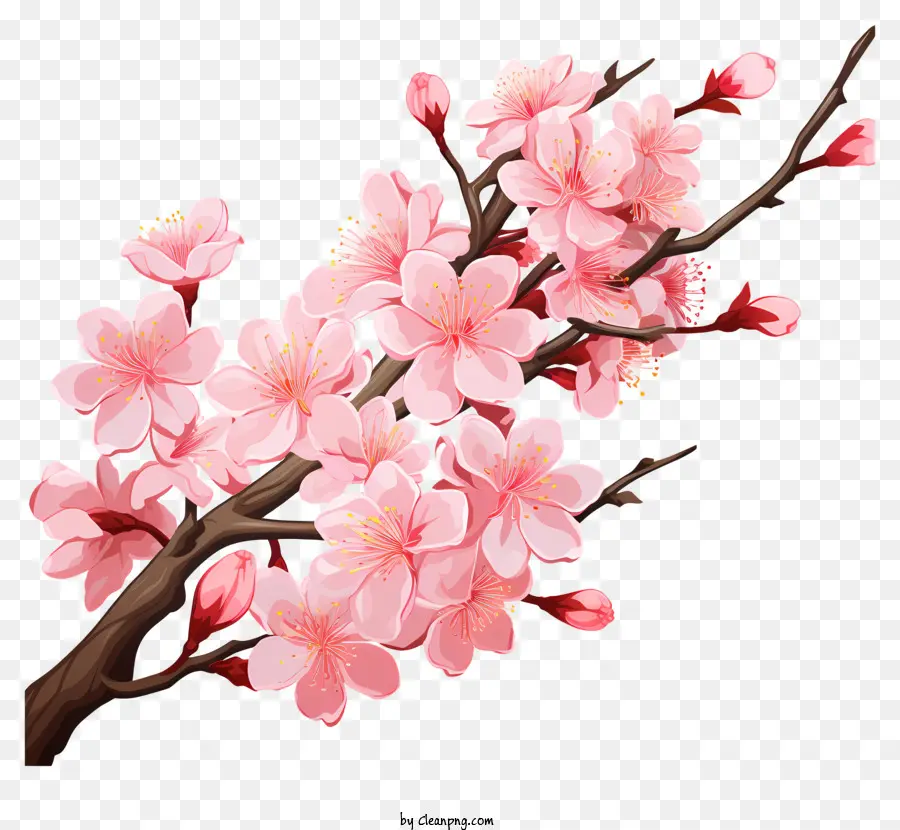 Sakura Cherry Branch Con Flores Florecientes，Rama De Flores Rosa PNG