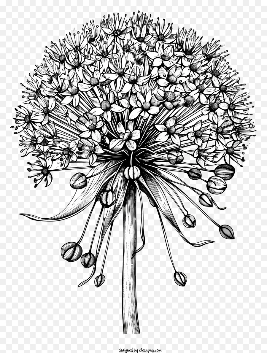 Allium Giganteum，Dibujo De Tinta En Blanco Y Negro PNG