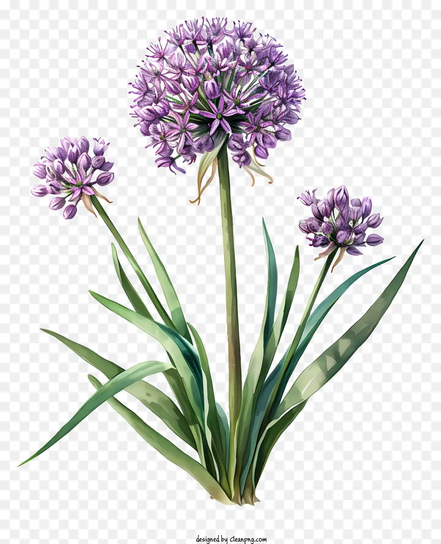 Allium Giganteum，Flor Morada PNG