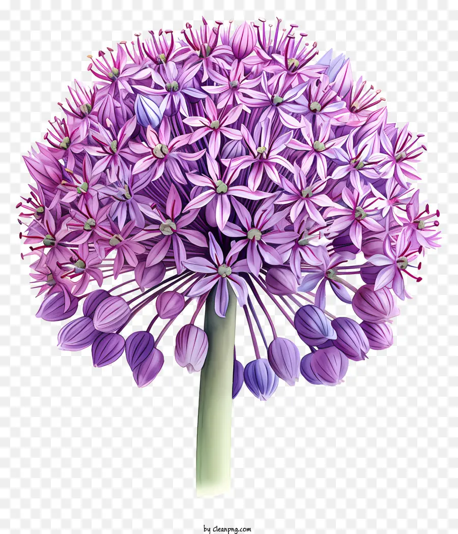 Allium Giganteum，Allium Flor PNG