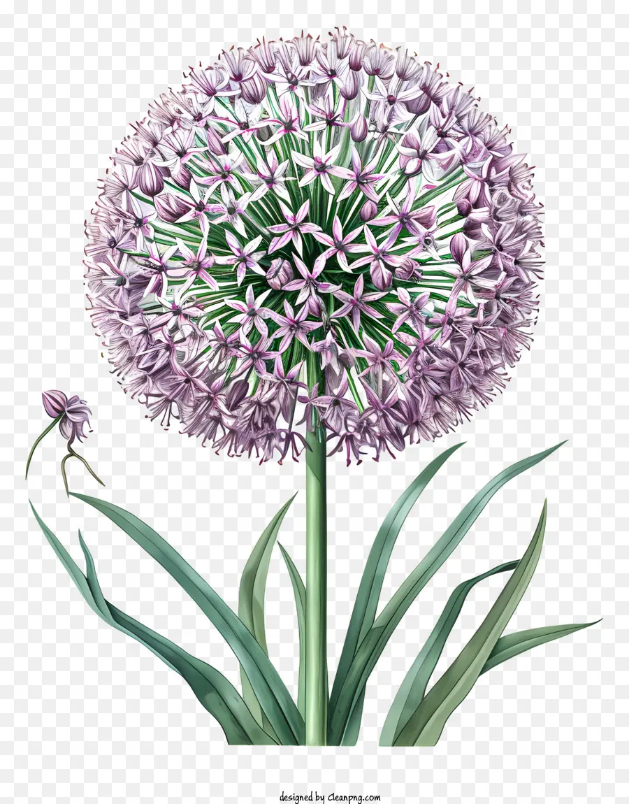 Allium Giganteum，Cebolla Morada PNG