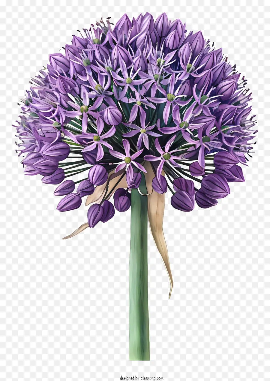 Allium Giganteum，Planta De Cebolla Púrpura PNG