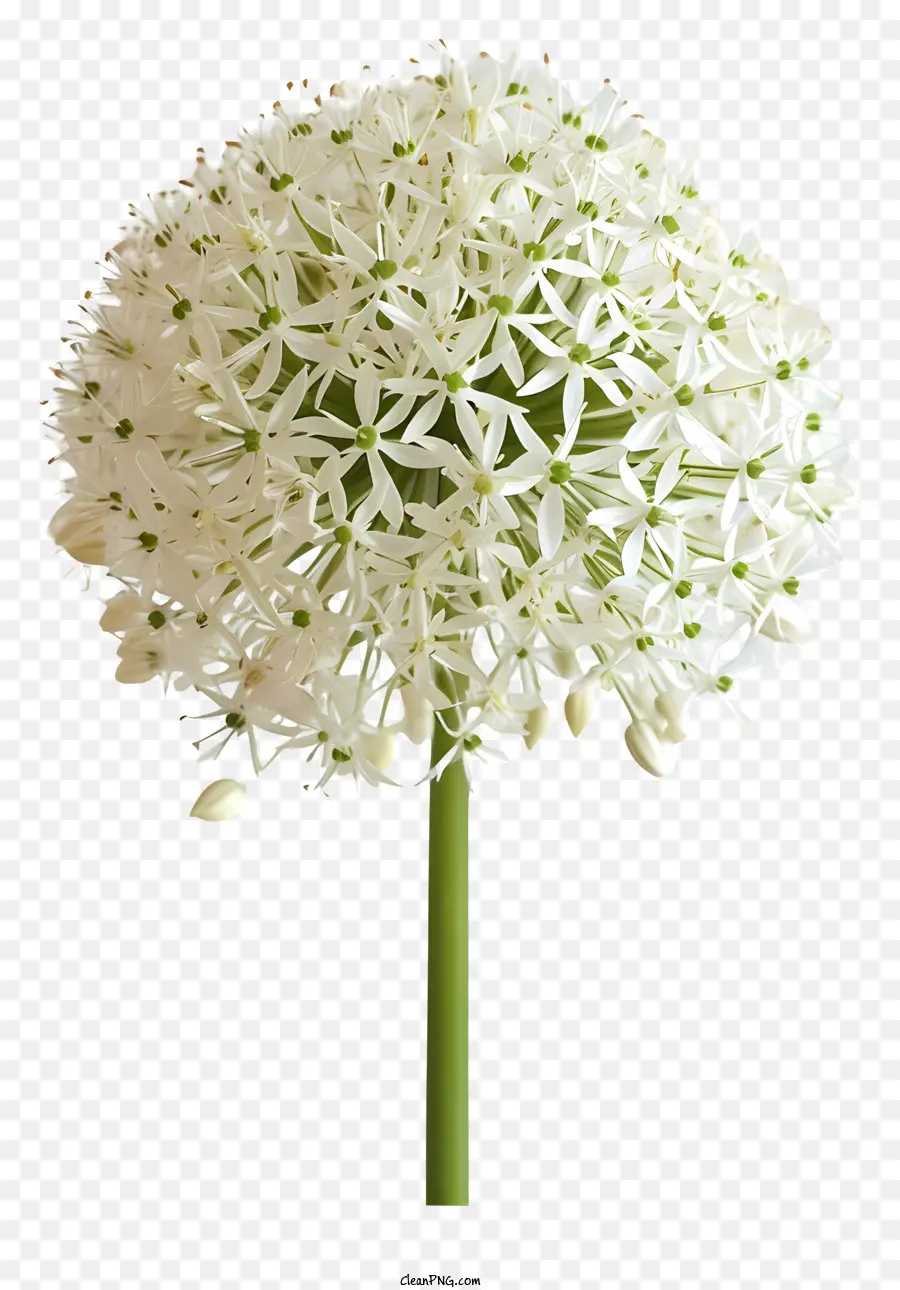 Allium Giganteum，Flor Blanca PNG