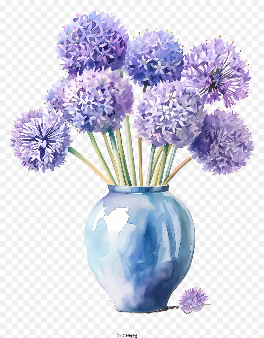 Allium Giganteum，Jarrón Azul PNG