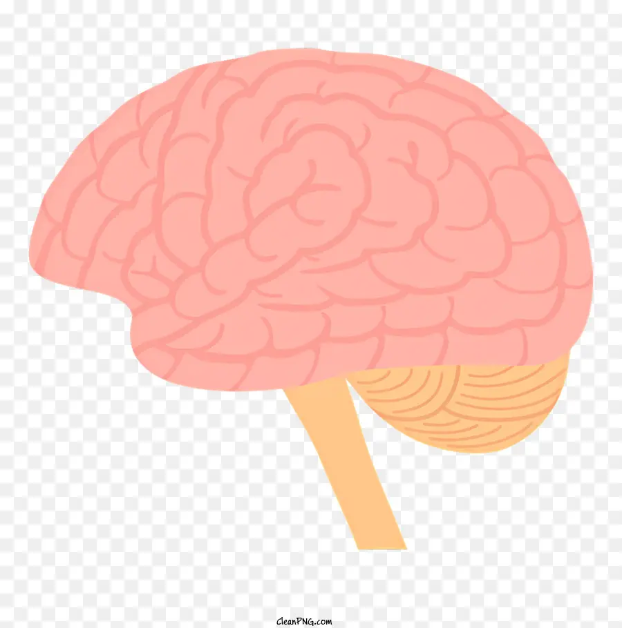 Salud，El Cerebro Humano PNG