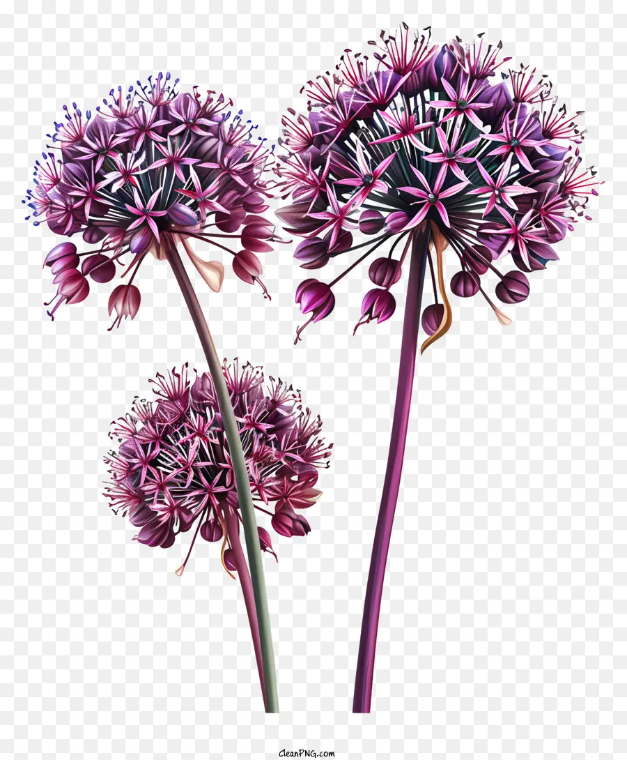 Allium Giganteum，Flores De Ajo PNG