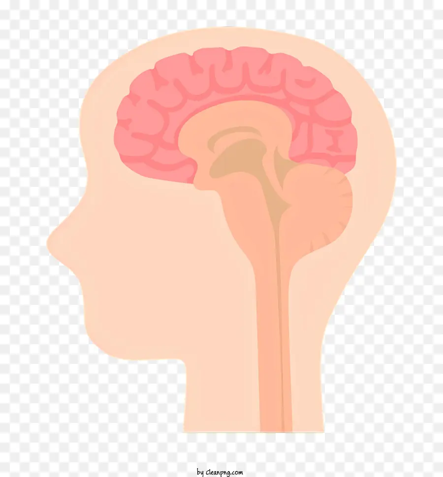 Salud，El Cerebro Humano PNG