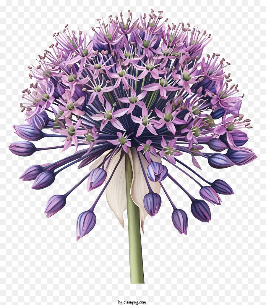 Allium Giganteum，Flor De Aggall Púrpura PNG