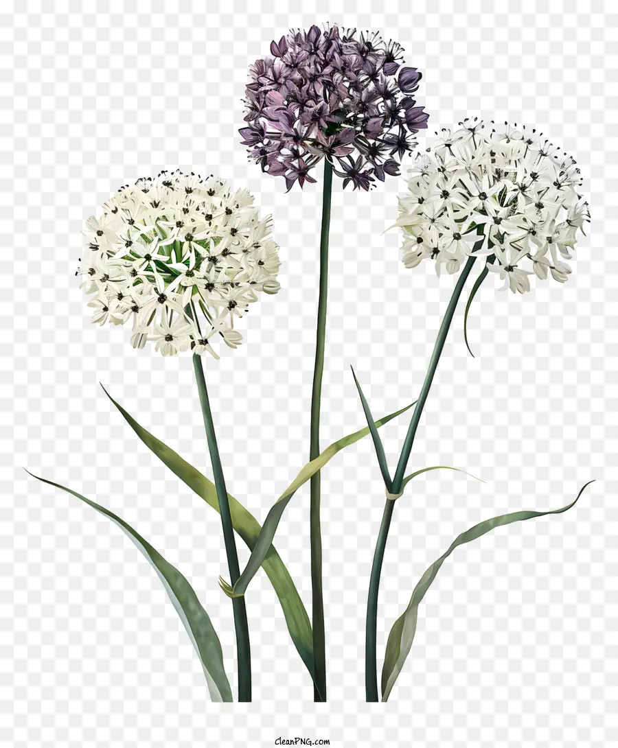 Allium Giganteum，Flor Morada PNG