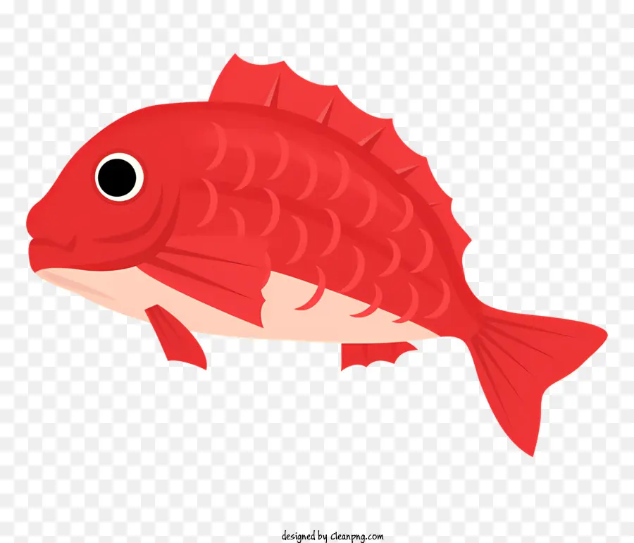 Pez Rojo，Cuerpo Redondo PNG