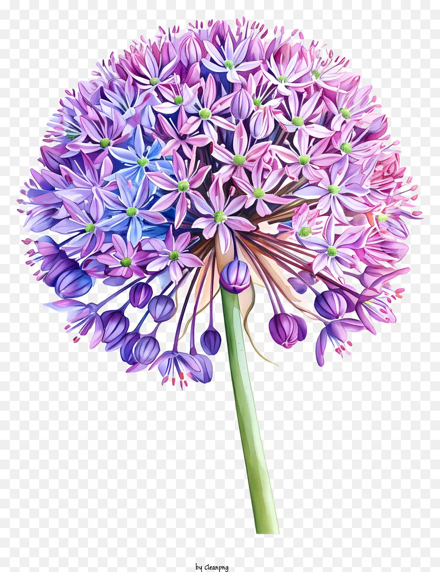 Allium Giganteum，Flor De Cebolla Rosa PNG