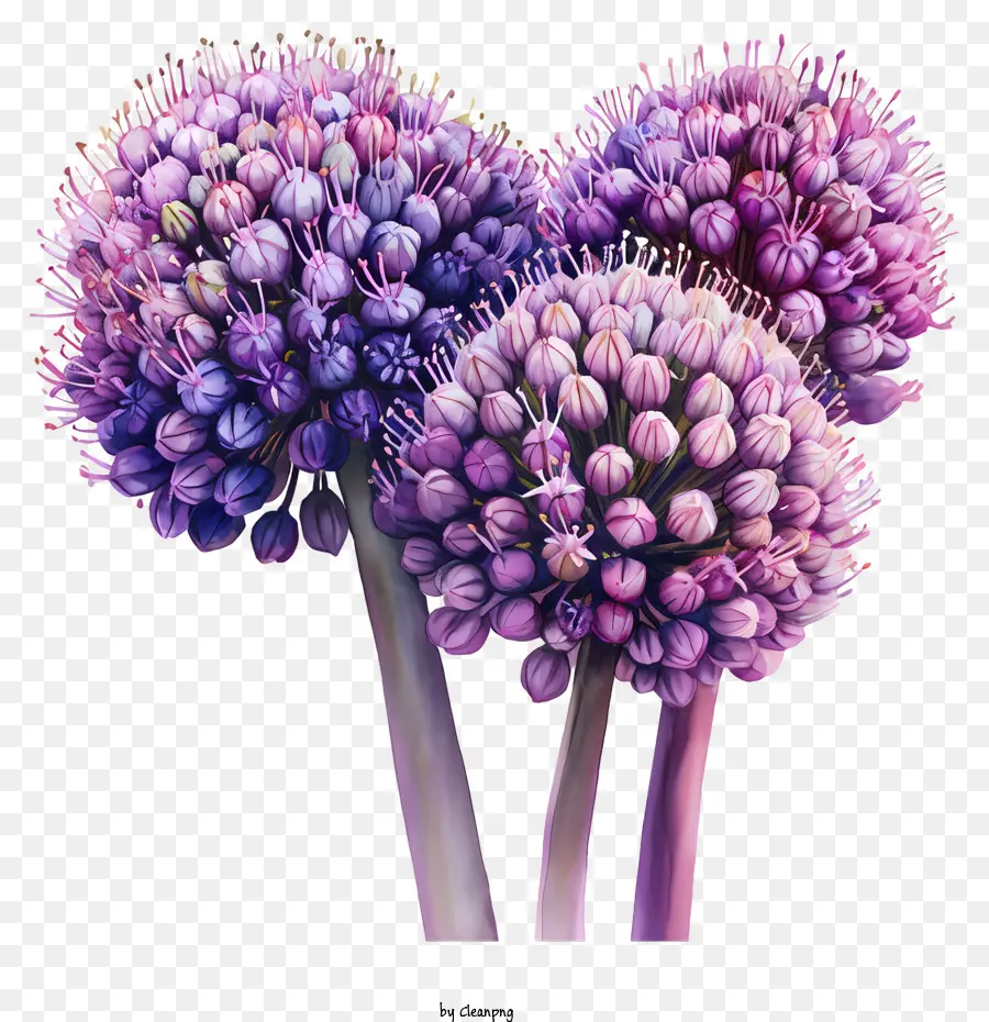 Allium Giganteum，Flores Moradas PNG