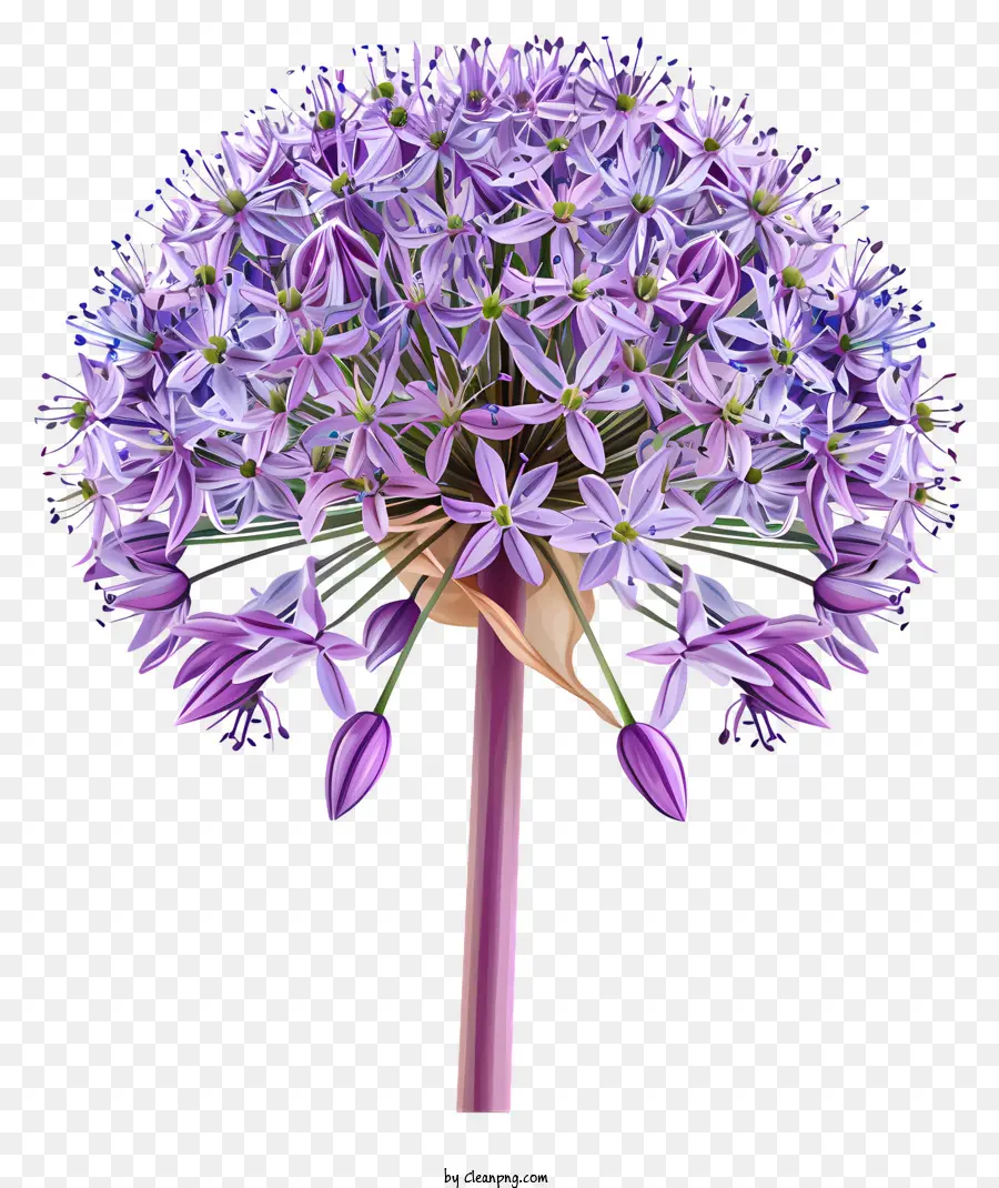 Allium Giganteum，Flor Morada PNG