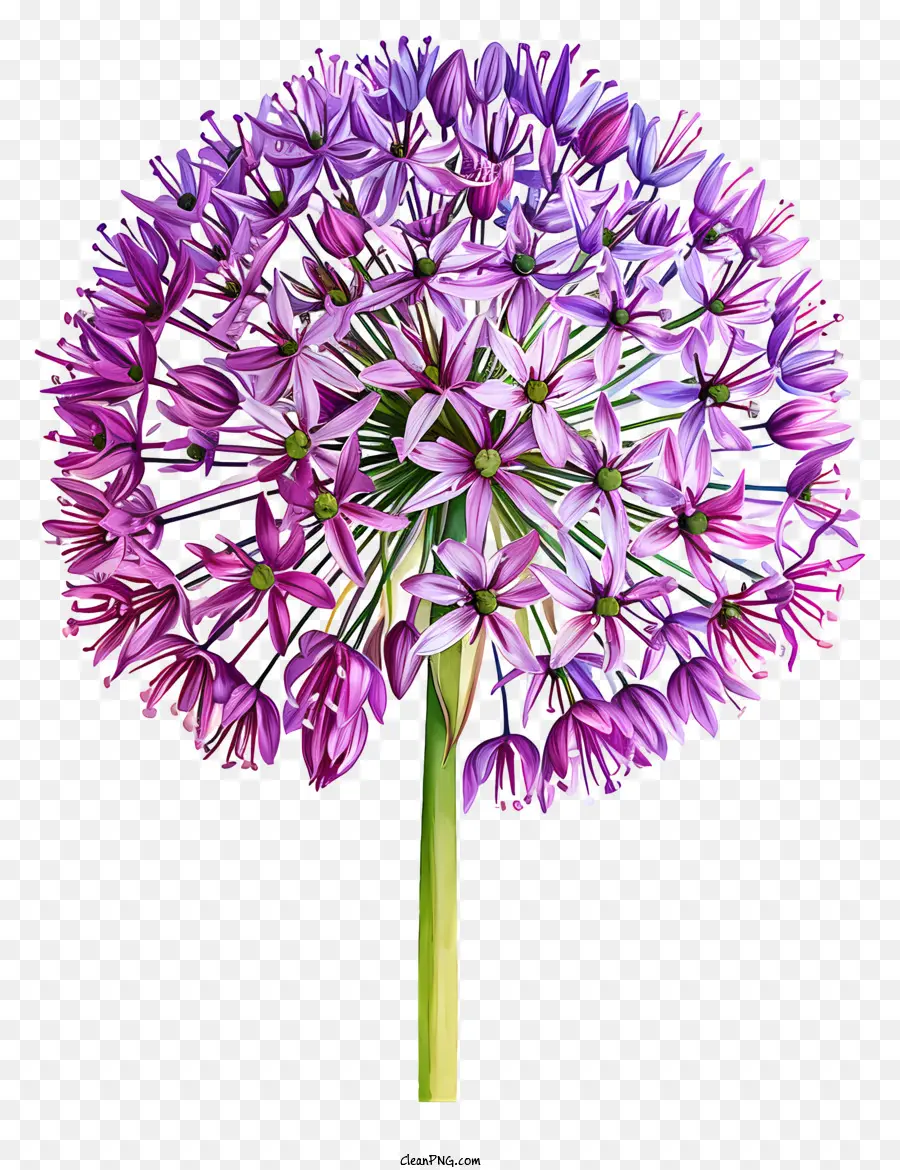 Allium Giganteum，Flor Gran Morada PNG