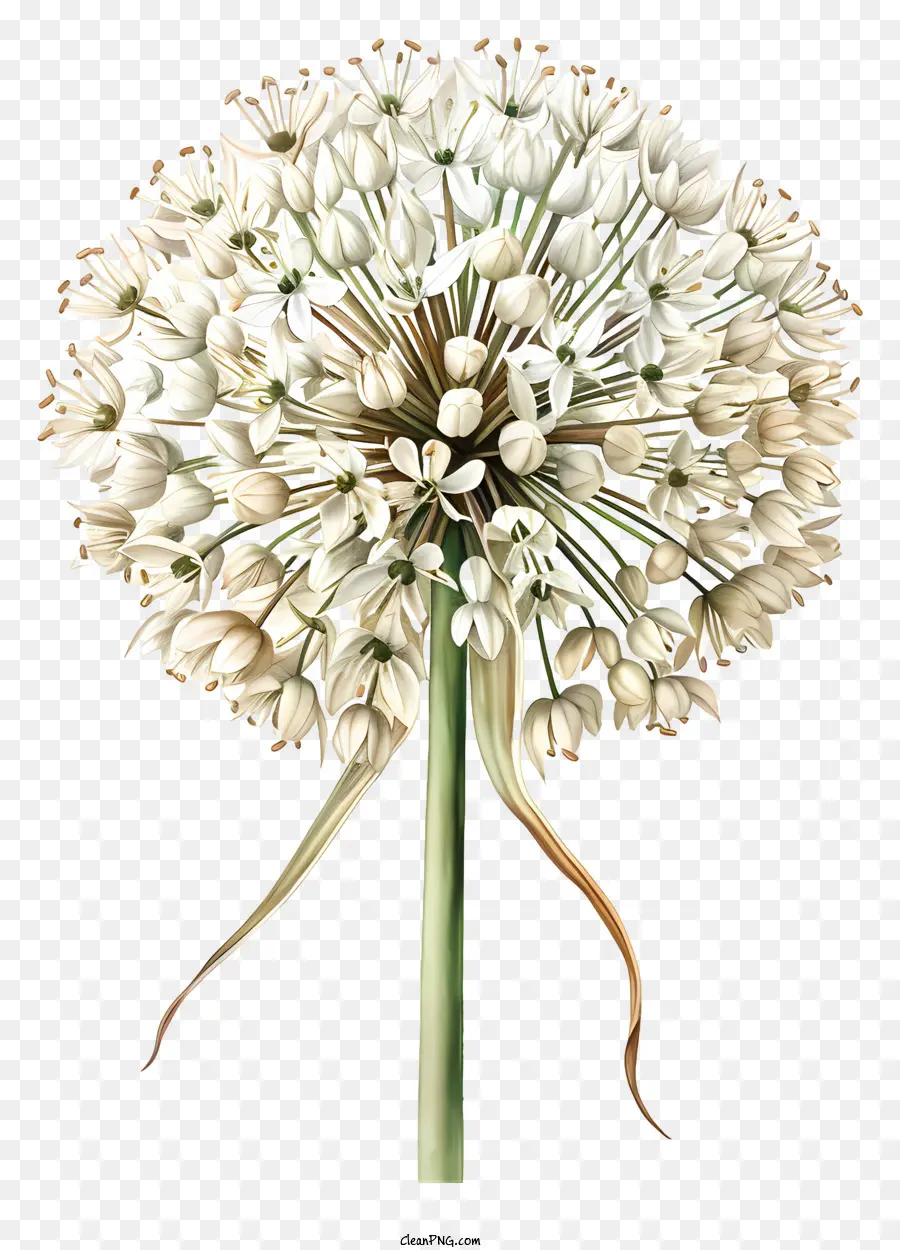 Allium Giganteum，Flor Blanca PNG