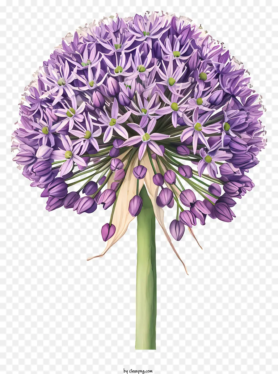 Allium Giganteum，Flor Morada PNG