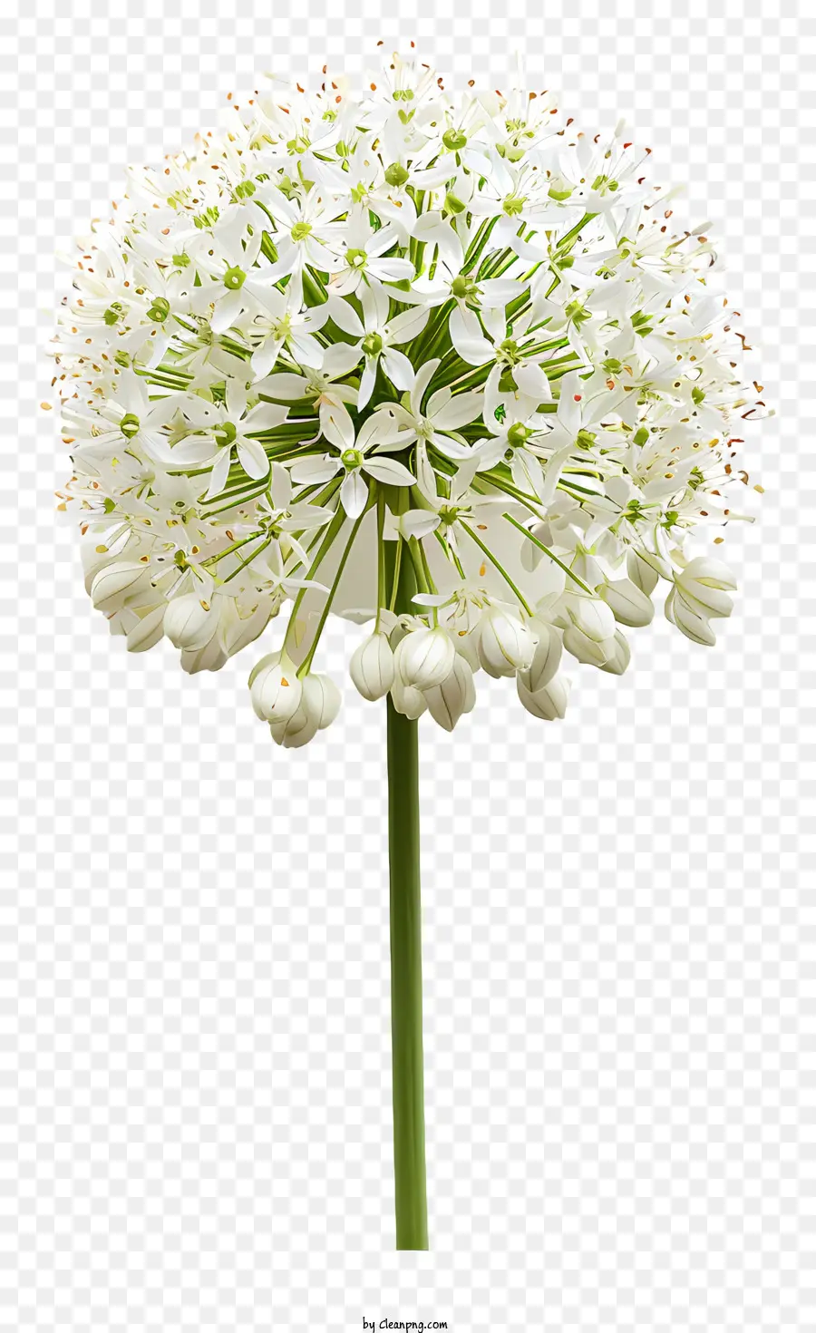 Allium Giganteum，Flor Blanca PNG