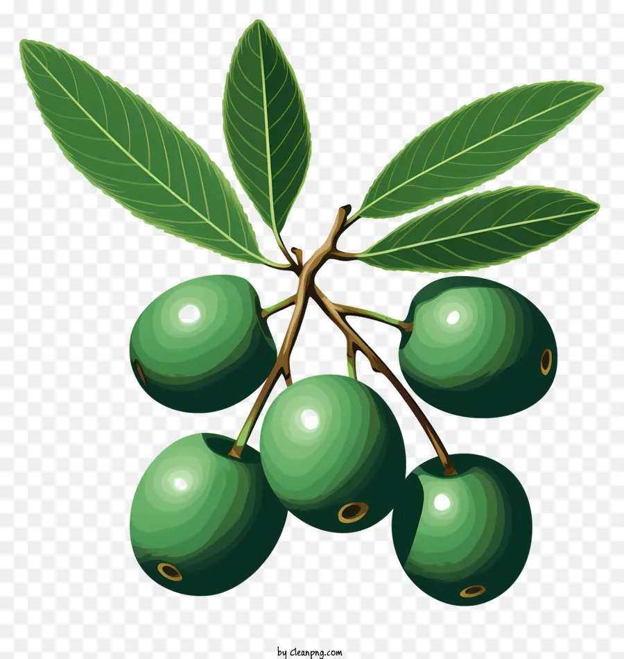 Rama De Oliva Plana，Aceitunas Verdes PNG