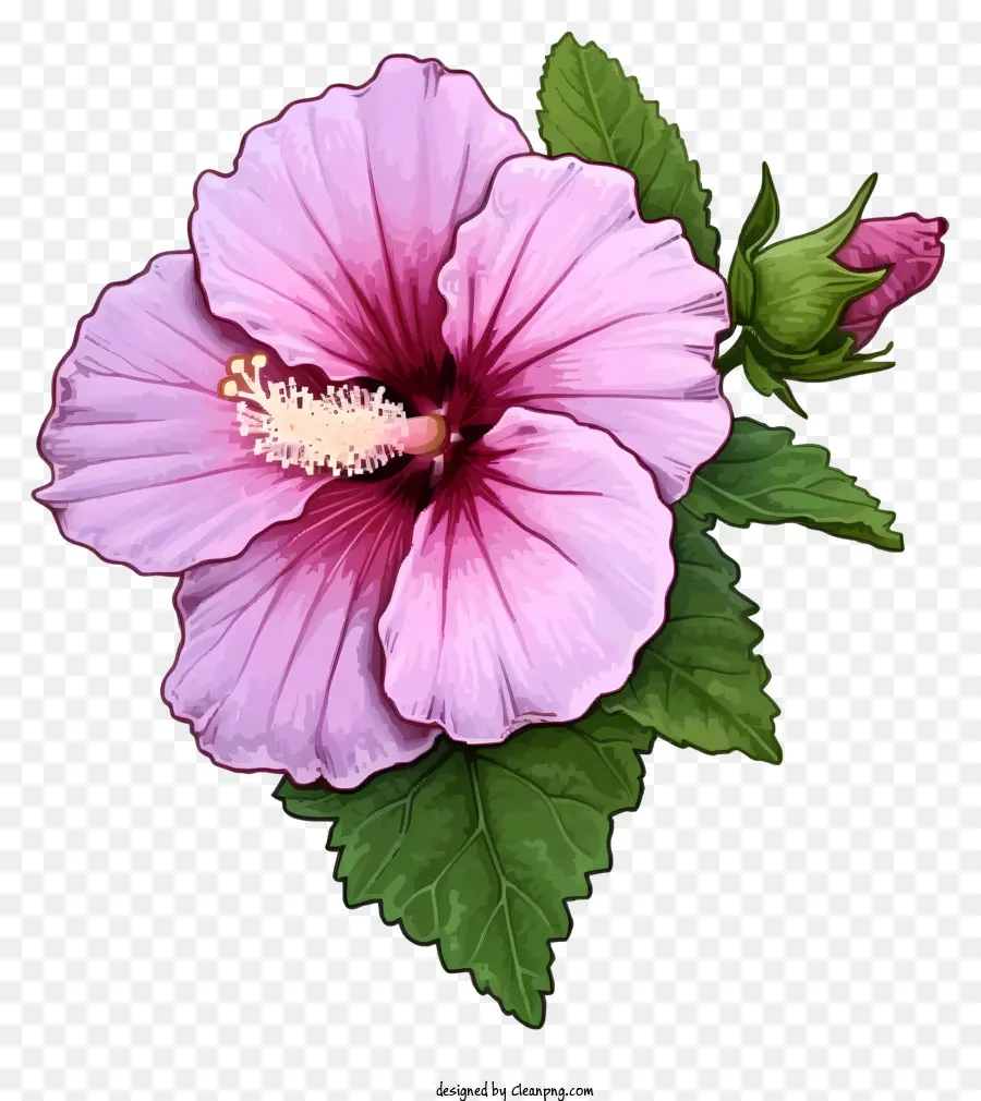 Caricatura Rosa De Sharon，Flor Blanca PNG