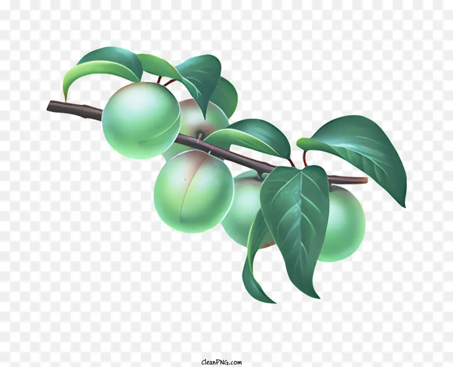 La Fruta，Ciruelas Verdes PNG