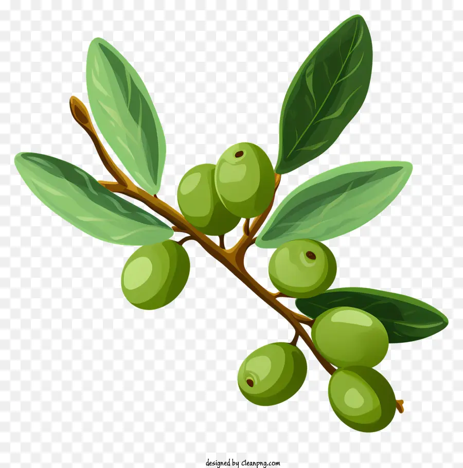 Rama De Oliva Plana，Aceitunas Verdes PNG