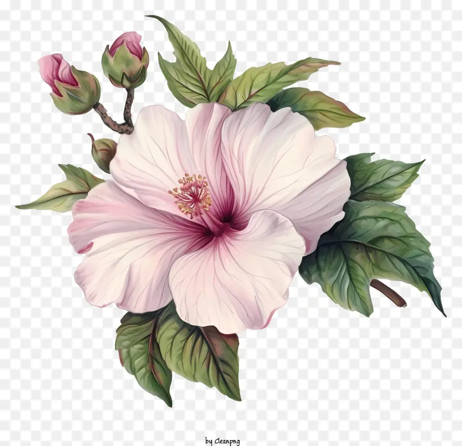 Flat Rose Of Sharon，Flor De Hibisco Rosa PNG