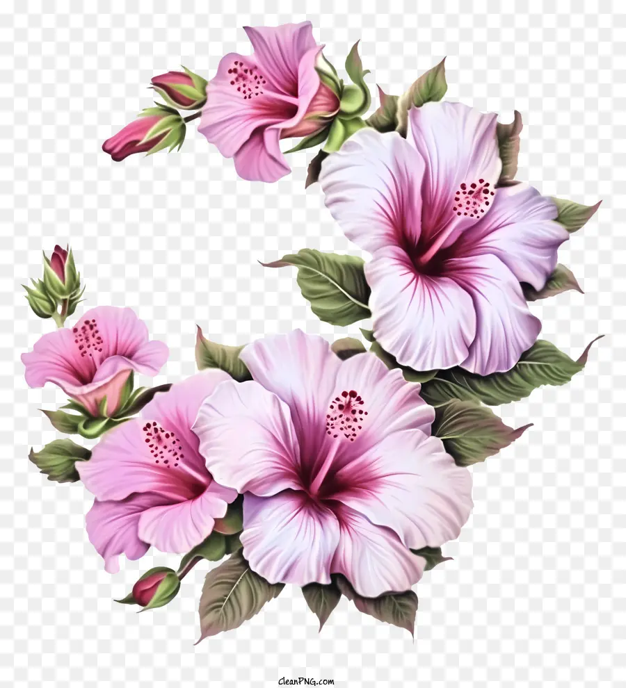 Caricatura Rosa De Sharon，Hibisco PNG