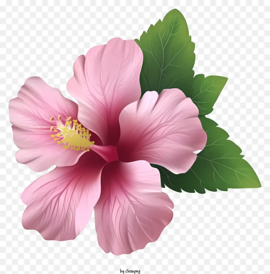 Emoji De La Rosa De Sharon，Flores De Hibisco PNG