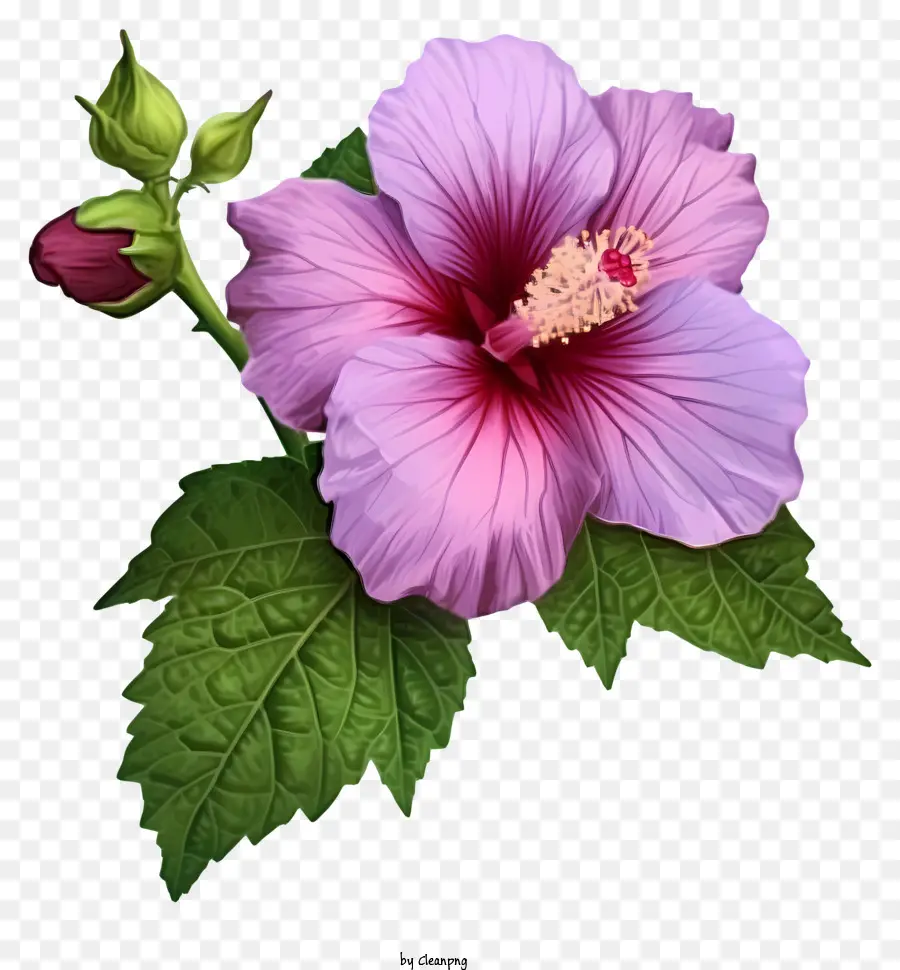 Caricatura Rosa De Sharon，Hibisco Blanco PNG