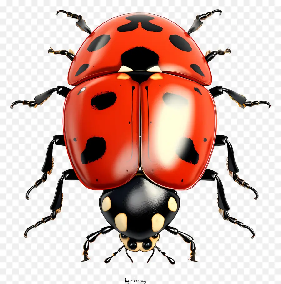 Mariquita De Estilo De Boceto，Ladybug PNG