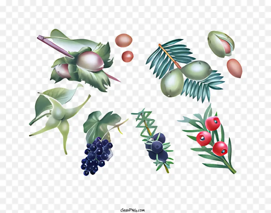 La Fruta，Botánico Ilustraciones PNG
