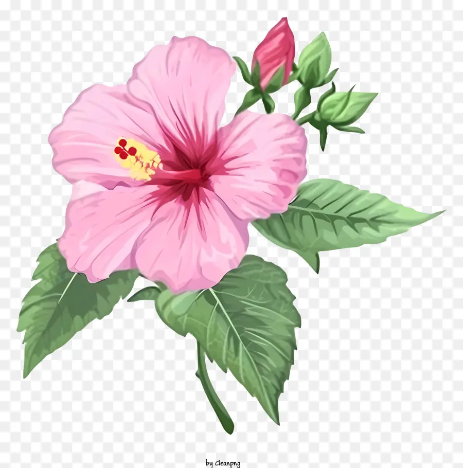 Ilustración De Vector Plano Minimalizado，La Rosa De Sarón PNG