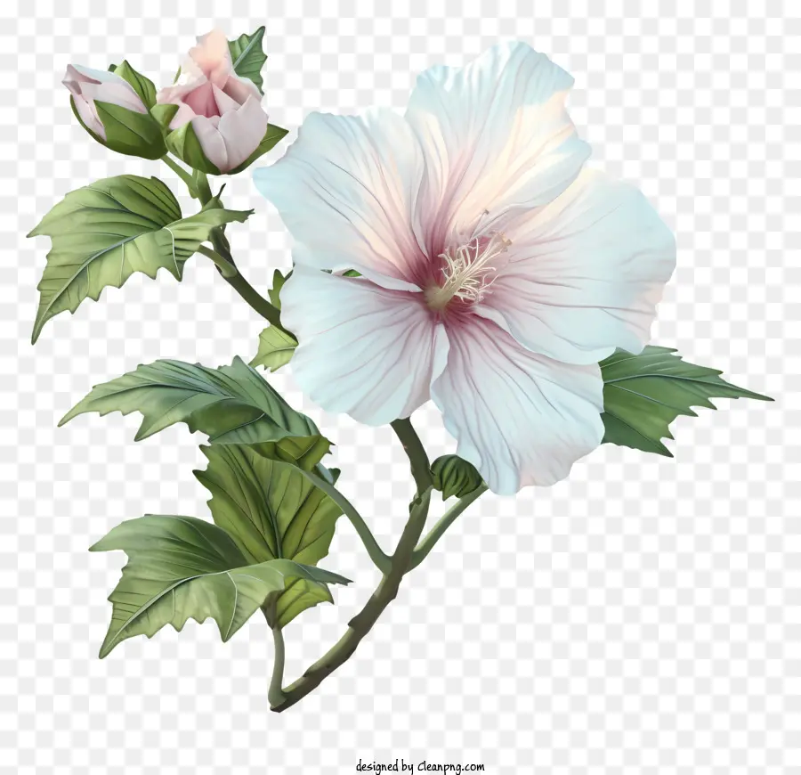 Realista 3d Rosa De Sharon，Hibisco Blanco PNG