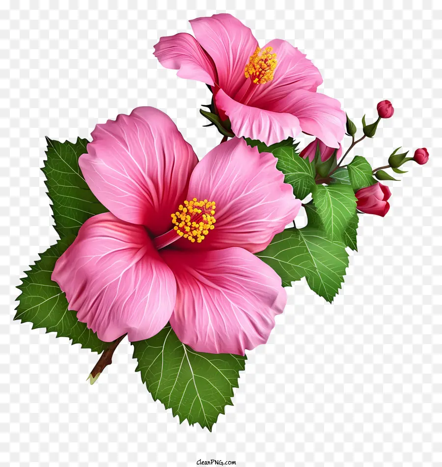 Psd 3d Rose Of Sharon，Flor Rosa PNG