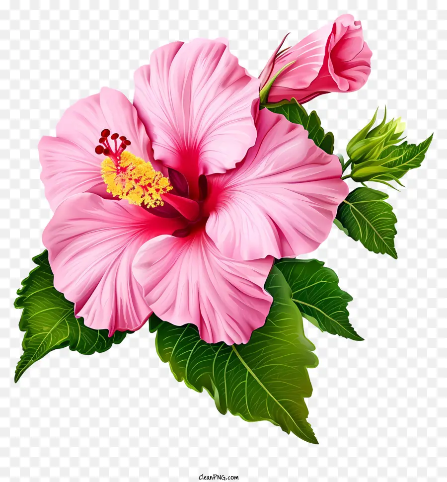 Icono De Rosa De Sharon，Flor De Hibisco Rosa PNG