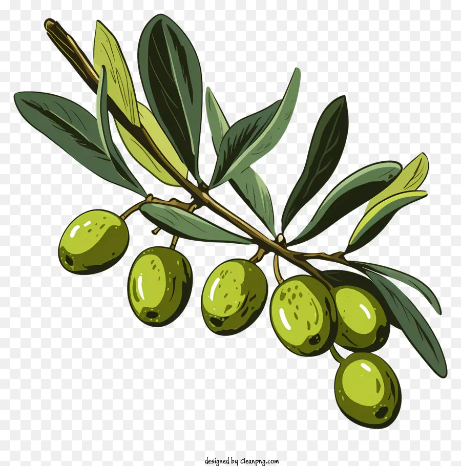 Rama De Oliva Dibujada A Mano，Aceitunas Verdes PNG