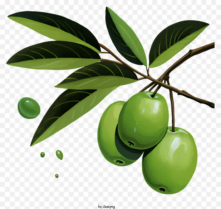 Acuarela De La Rama De Olivo，Aceitunas Verdes PNG