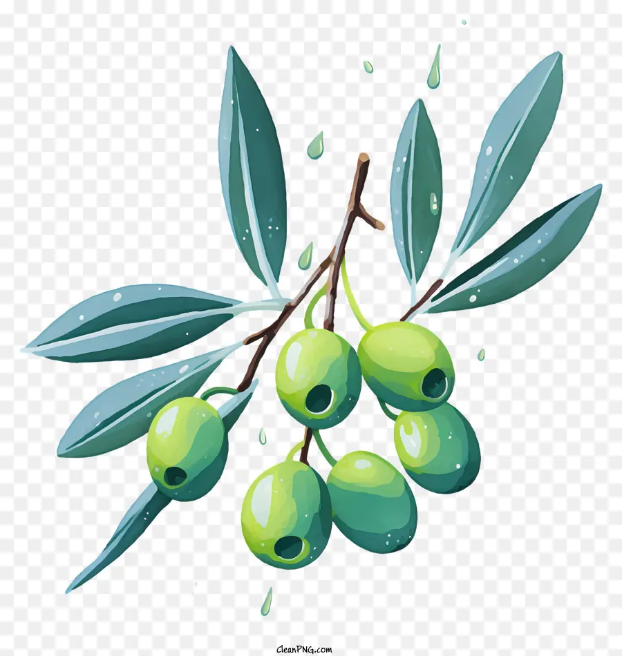 Acuarela Rama De Olivo，Aceitunas Verdes PNG