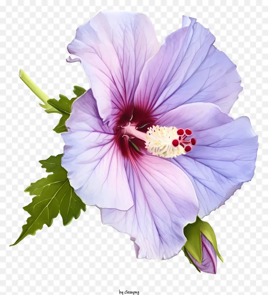 Acuarela Rose De Sharon，Flor De Hibisco Rosa PNG