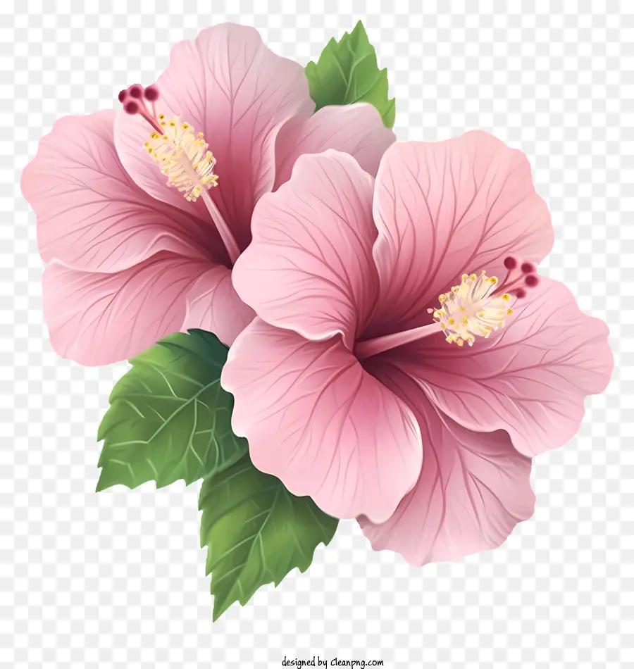 Emoji De La Rosa De Sharon，Flores De Hibisco PNG