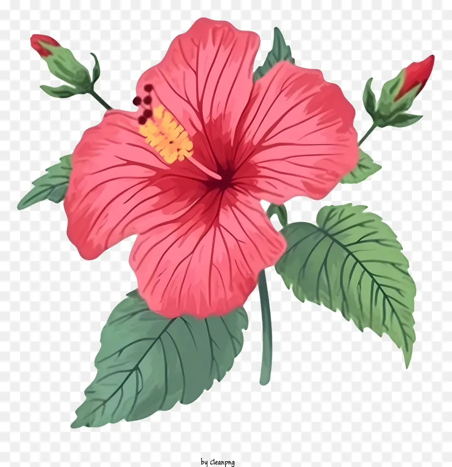 Ilustración De Vector Plano Minimalizado，La Rosa De Sarón PNG