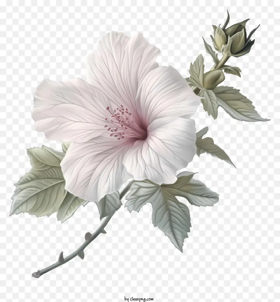 La Rosa De Sarón，Pintura A La Acuarela PNG