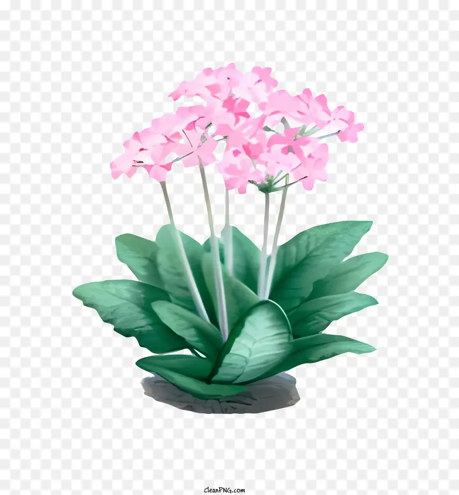 Flor，Pequeña Planta De PNG