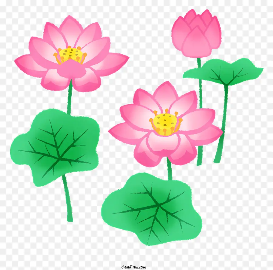 Flores De Loto Rosa，Pétalos Redondeados Grandes PNG