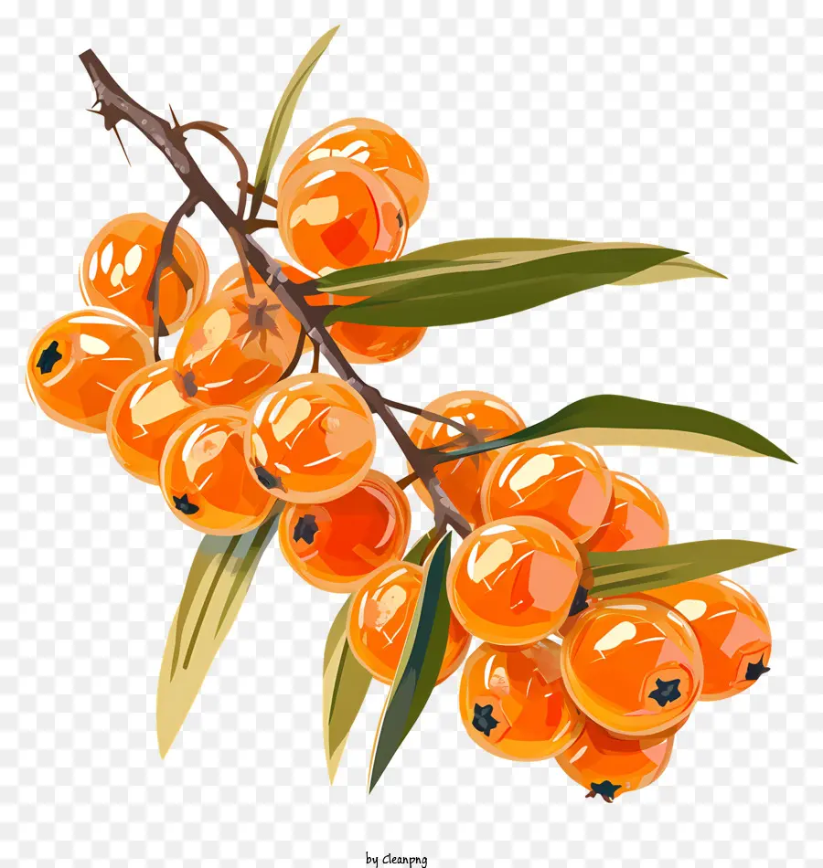 Aceite Seabuckthorn，árbol De Naranja PNG